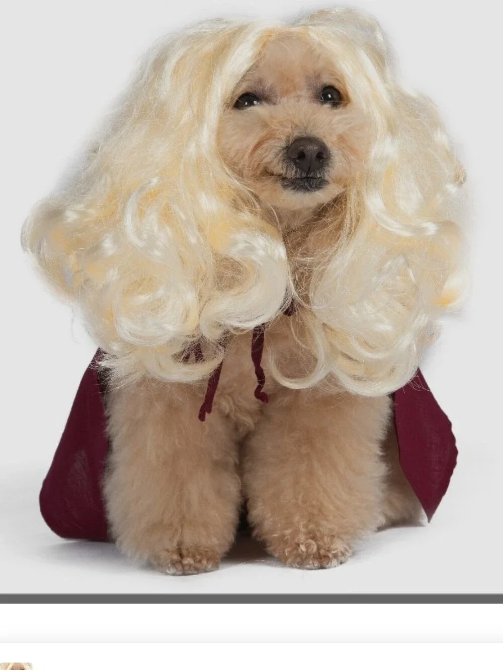 Disney Hocus Pocus Sarah Sanderson Dog Costume -Burgundy & White